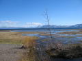 lake forest meadow